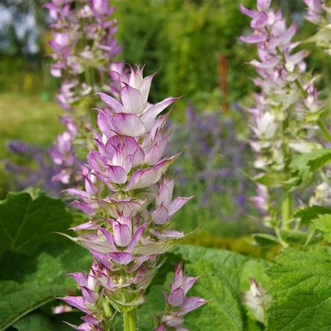 13+ clary sage plants for sale - GurjinderMeg