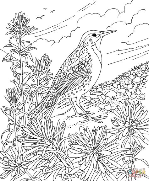 Meadowlark and Indian Paintbrush Wyoming State Bird and Flower coloring page | Free Printable ...