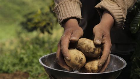 Reaping The Rewards Of Sustainable Potato Farming - PAGEONE