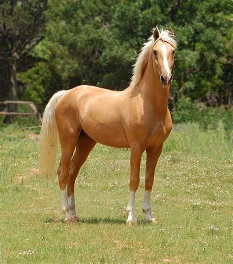 Palomino Horse Facts with Pictures | HorseBreedsPictures.com