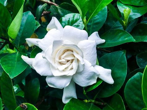 Growing Gardenias: How to Care for Gardenia Plants | Garden Design