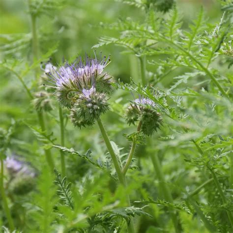 Purple Phacelia Seeds for Sale | Albert Lea Seed