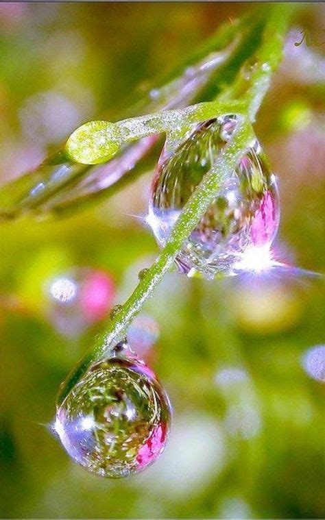 Pin by Wolff Solutions on Plants | Dew drops, Water droplets, Nature ...