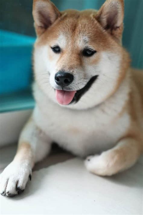 Shiba Inu Price - How Much Does It Cost to Raise a Shiba Inu Dog? - Your Dog Advisor