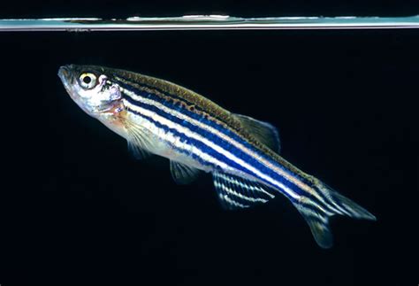 The Zebrafish also known as the Zerba Danio « andysworld!