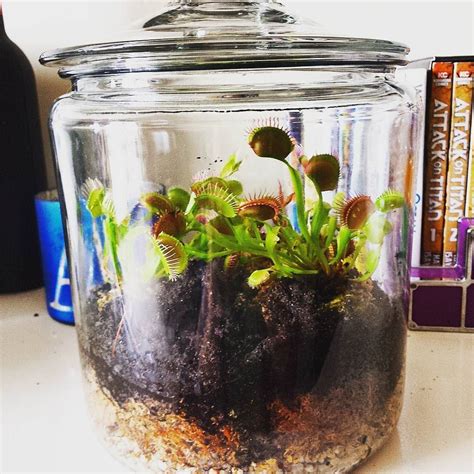 Alex Coté on Instagram: “My new venus fly trap terrarium #venusflytrap #terrarium # ...