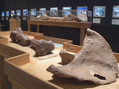 Dallas Museum Boasts Unseen Alamosaurus Fossils – NBC 5 Dallas-Fort Worth