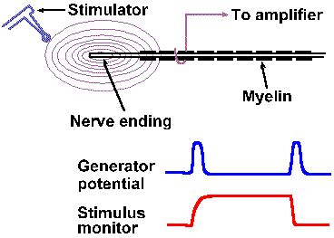 Chapter 4 - Receptor Properties: Receptor Potentials and Coding