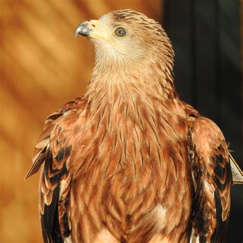 Red Kites Reintroductions in the Iberian Peninsula