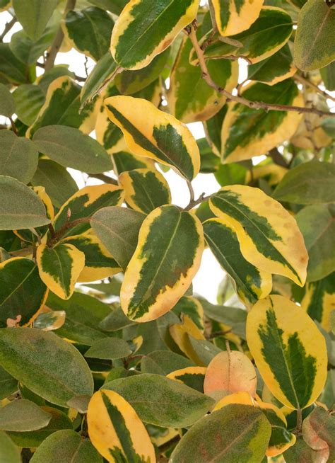 Elaeagnus Growing Conditions: How To Care For An Oleaster ‘Limelight’ Hedge