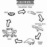 Life Cycle Of A frog Coloring Clipart By Creationz  TPT sketch template