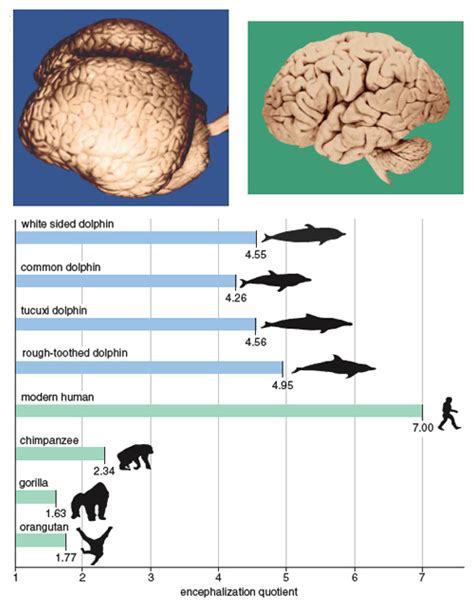 A Bigger, Better Brain | American Scientist