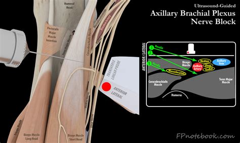 Axillary Nerve Brachial Plexus