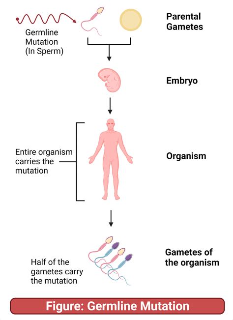 Somatic Mutation vs. Germline Mutation: 13 Key Differences