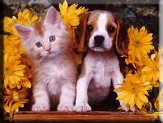 Resultado de imagen para imagenes de perritos y gatitos tiernos bebes ...