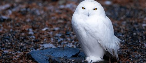 Word of the Week: Are You a Chionophile? - High Park Nature Centre