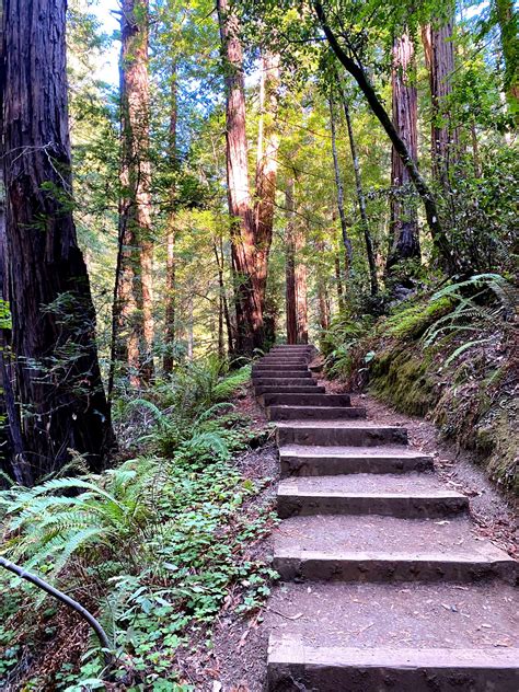 Spend a Day in Muir Woods National Monument (Everything You Need to Know Before You Go)