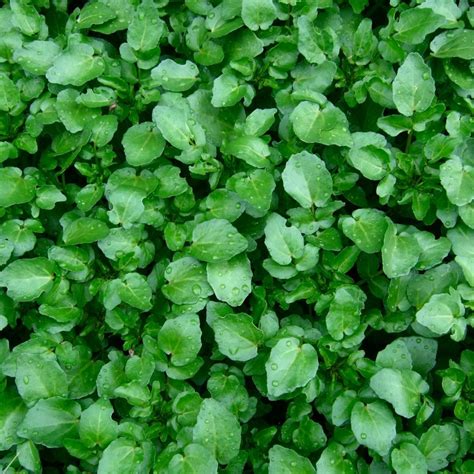 Cress - Watercress – Sow True Seed