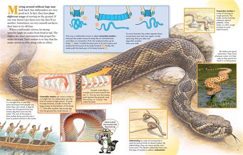 How To Move A Rattlesnake?