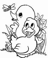 Cute And Fun baby duck coloring Pages  Disney Coloring sketch template