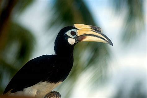 Hornbill Sarawak Stock Photos, Pictures & Royalty-Free Images - iStock