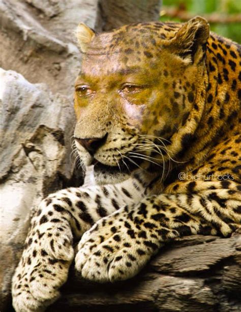 NFL Memes - The Jaguars right now...