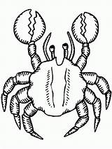 Free Printable Crab Coloring Pages For Kids sketch template