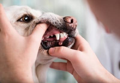 Periodontal Disease in Dogs: Symptoms, Causes & Treatment | Greensboro Vet