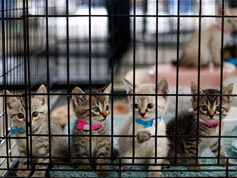 kittens in cage at emergency shelter in Joplin, Missouri after tornado | Cats, Pets cats, Cat help