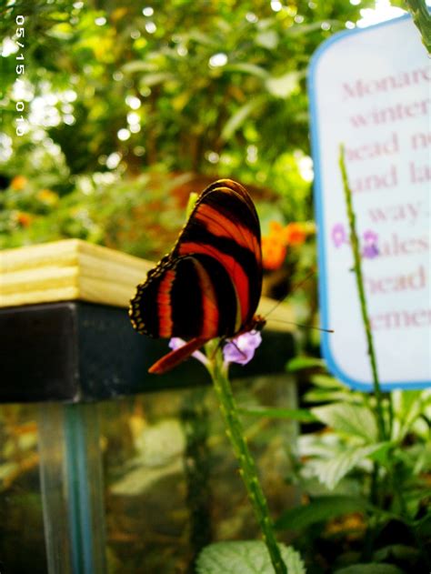 Butterfly Room at Phipps Conservatory | Butterfly room, Flower show ...