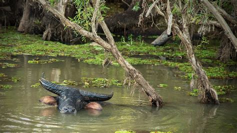 Nature and Wildlife | Kakadu National Park NT | Northern Territories