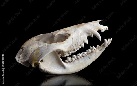 Skull of Virginia opossum (Didelphis virginiana) showing large number of teeth (50)--more than ...