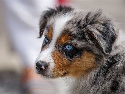 Australian Shepherd Dog Puppies