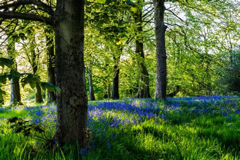 430+ Forest Of Bowland Photos Stock Photos, Pictures & Royalty-Free Images - iStock