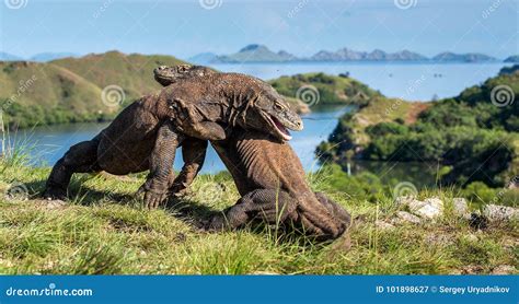 The Fighting of Komodo Dragons Stock Image - Image of action, fight ...