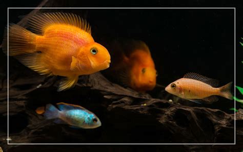 10 Blood Parrot Cichlid Tank Mates