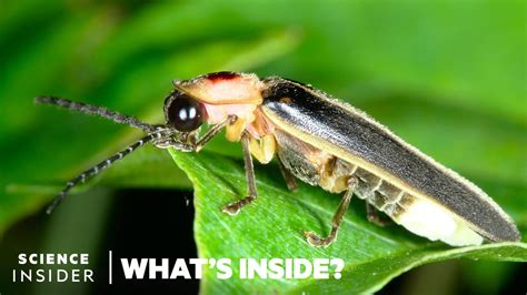 What’s Behind The Firefly’s Glow | What’s Inside? – Science Metro