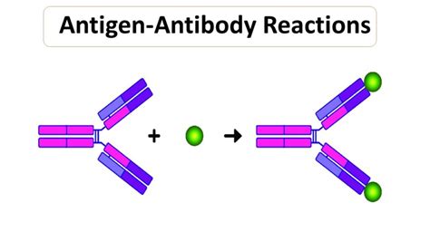 Antigen–Antibody Reactions - Microbiology Notes