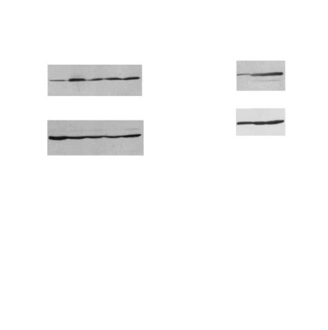 Stable gain-of-cyclin D1 function suppresses drug-induced apoptosis in ...