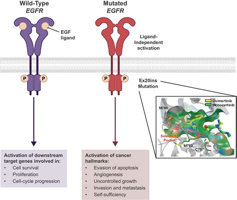 Mobocertinib: Mechanism of action, clinical, and translational science ...