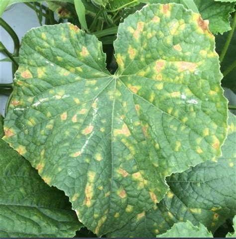 Downy mildew detected on South Carolina cucurbits | Clemson News