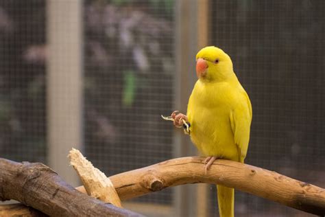 "Yellow Parrot" Images – Browse 302 Stock Photos, Vectors, and Video | Adobe Stock