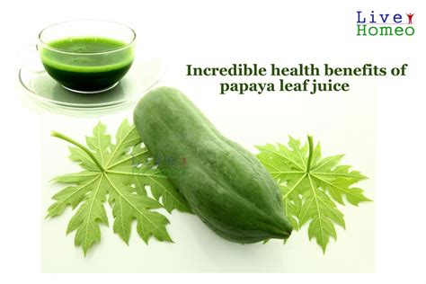 Incredible health benefits of papaya leaf juice – Live Homeo