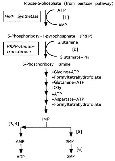 Purine Metabolism