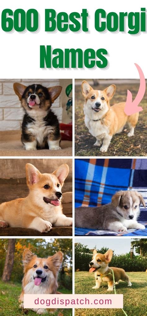 600 Best Corgi Names (2022 Updated) - Dog Dispatch