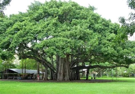 People sleep under sacred fig tree for ‘oxygen’ due to lack of oxygen cylinders ! - Sanatan Prabhat