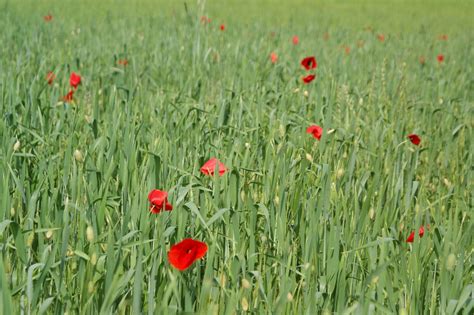 Poppies Poppy Field Flower - Free photo on Pixabay - Pixabay