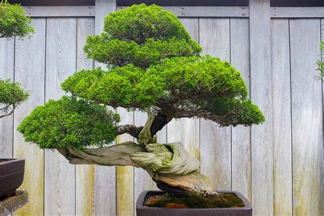 Pruning Bonsai 101: How to Shape Your Plants