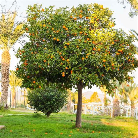 Navel Orange Tree | Plants Express