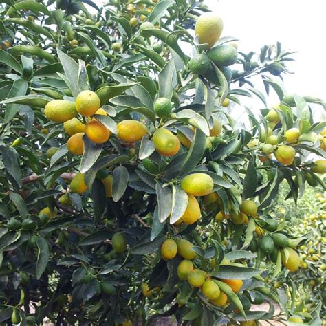 Kumquats: the small citrus fruit with big potential - Nature's Pride